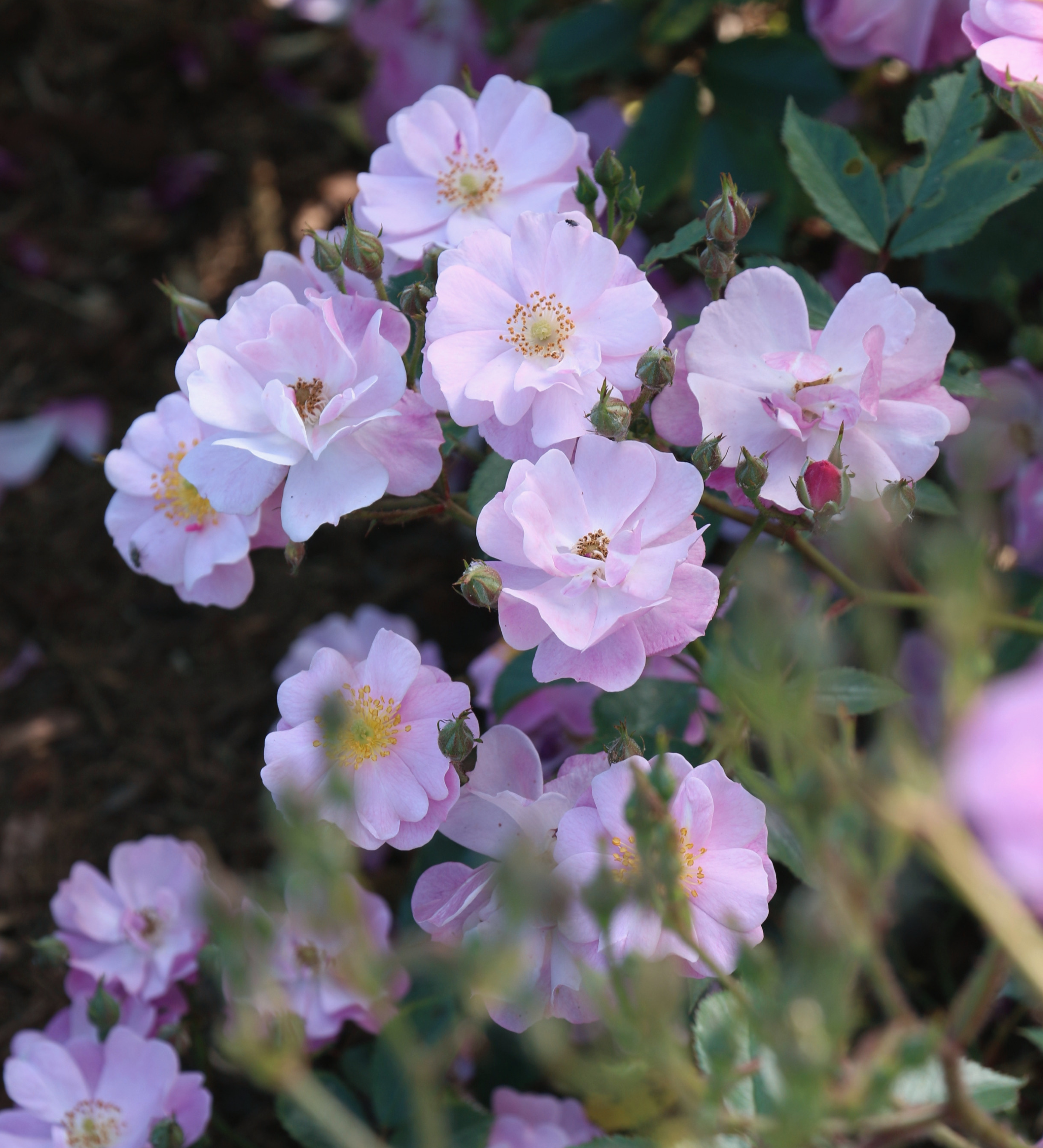 Ontdek onze rozen