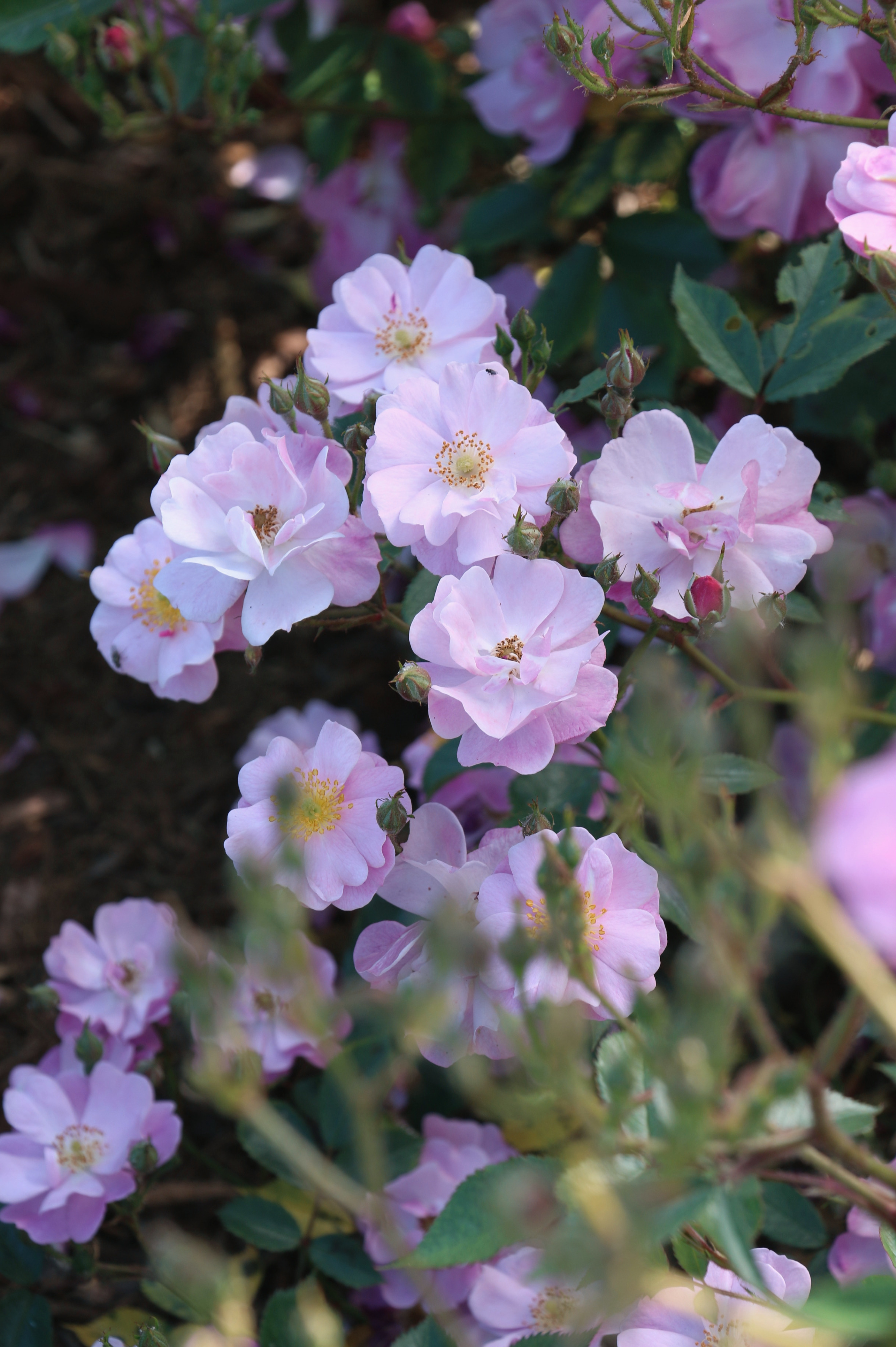 Struikroos 'Lavender Dream'