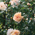 Klimroos 'Leontine Gervais'