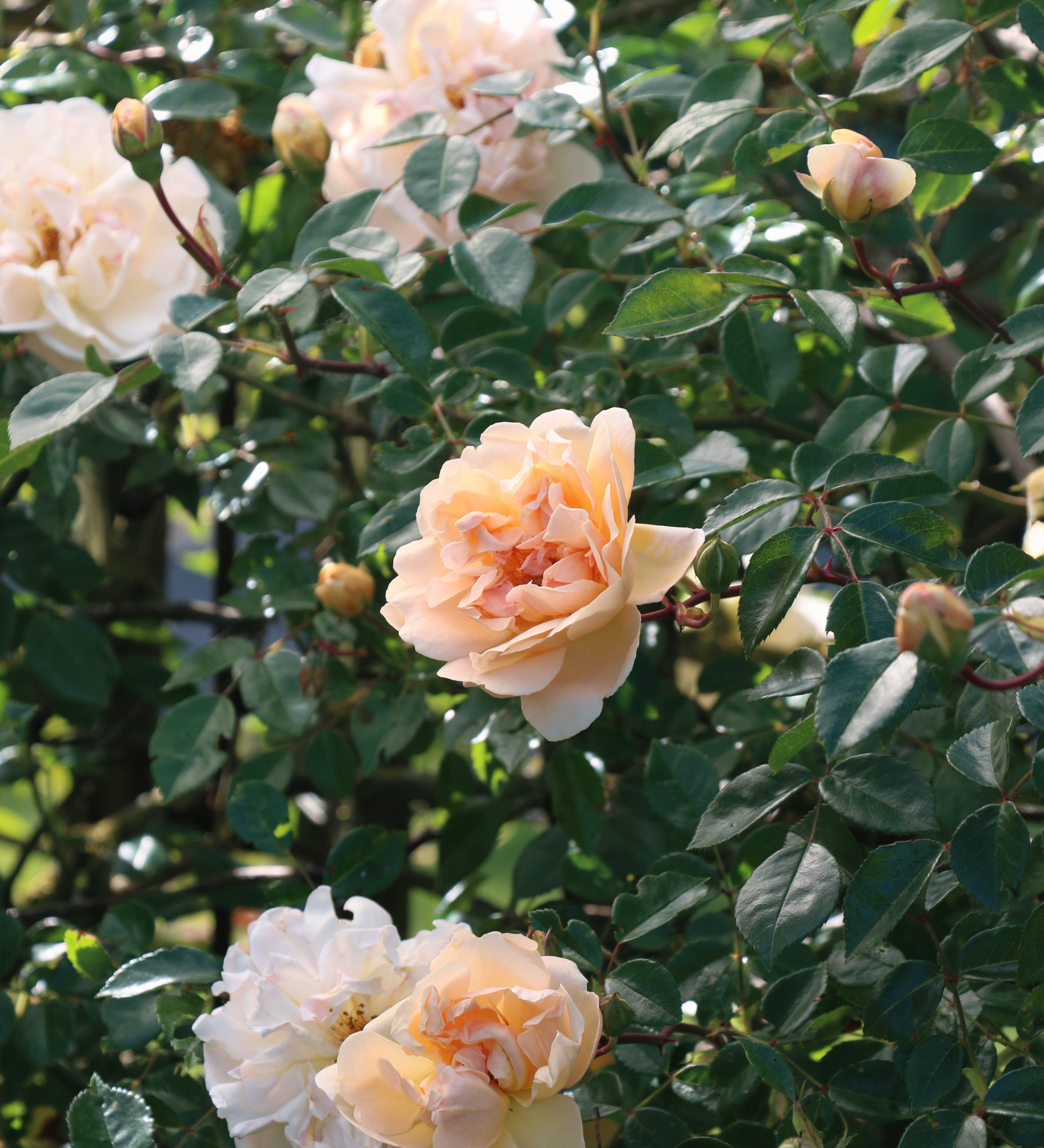 Ontdek onze rozen