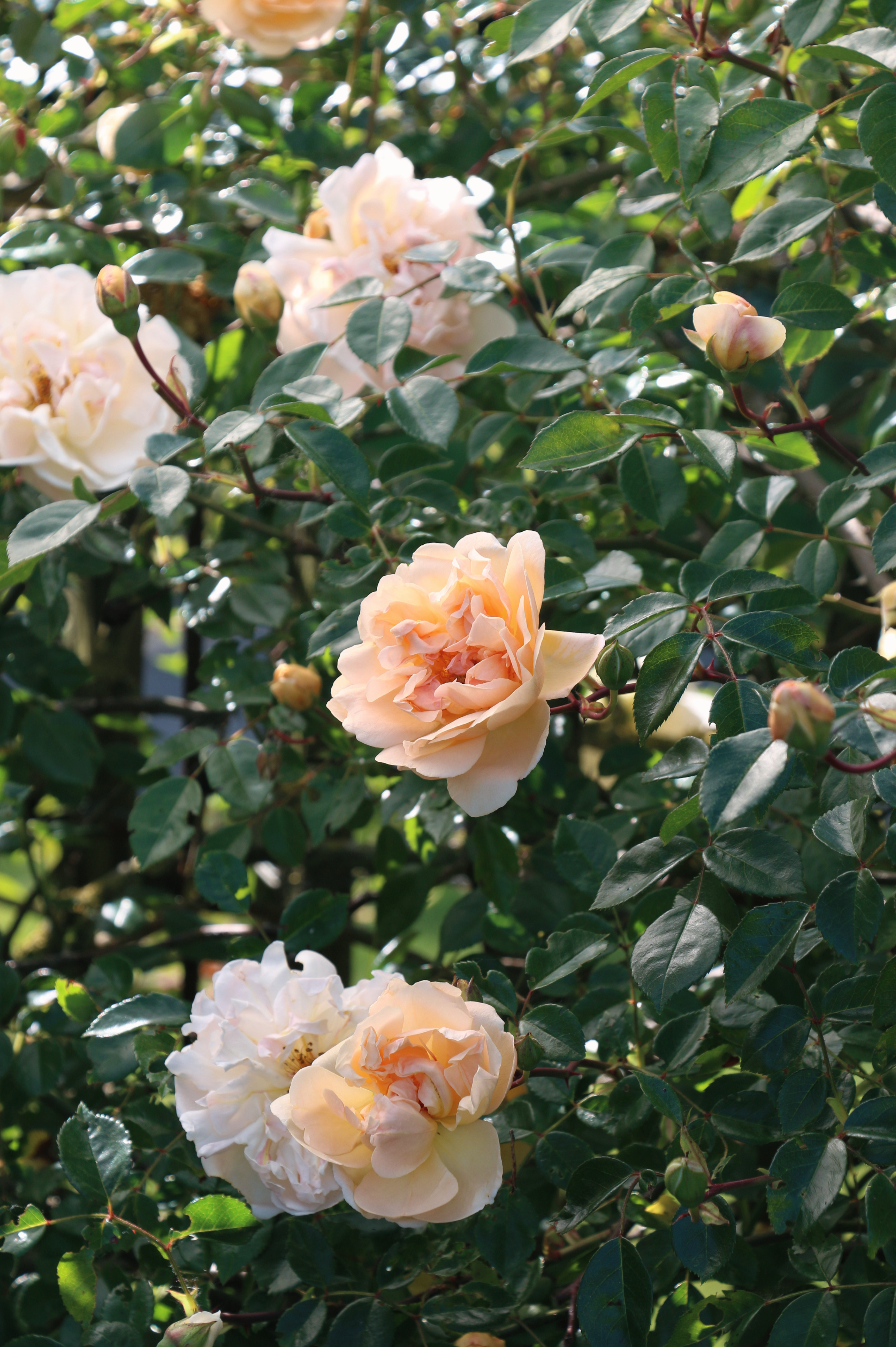 Klimroos 'Leontine Gervais'