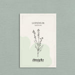 Lepidium sativum-Angelo