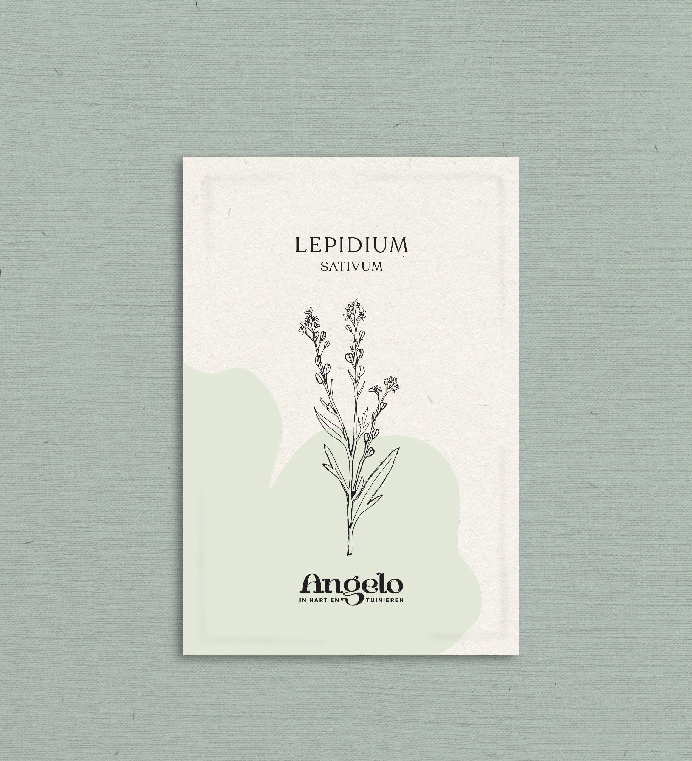 Lepidium sativum-Angelo