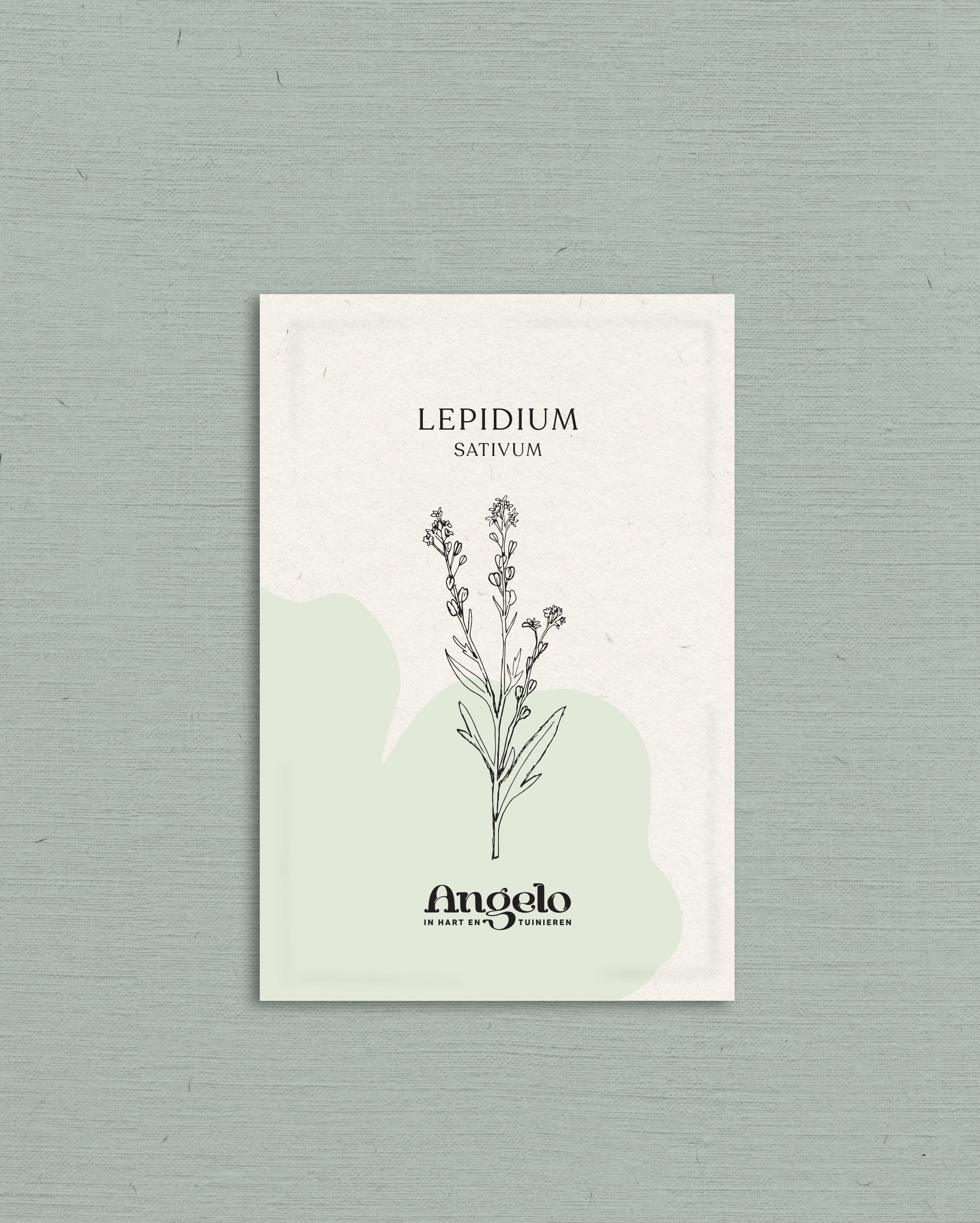 Lepidium sativum-Angelo