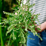 Lepidium sativum-Angelo