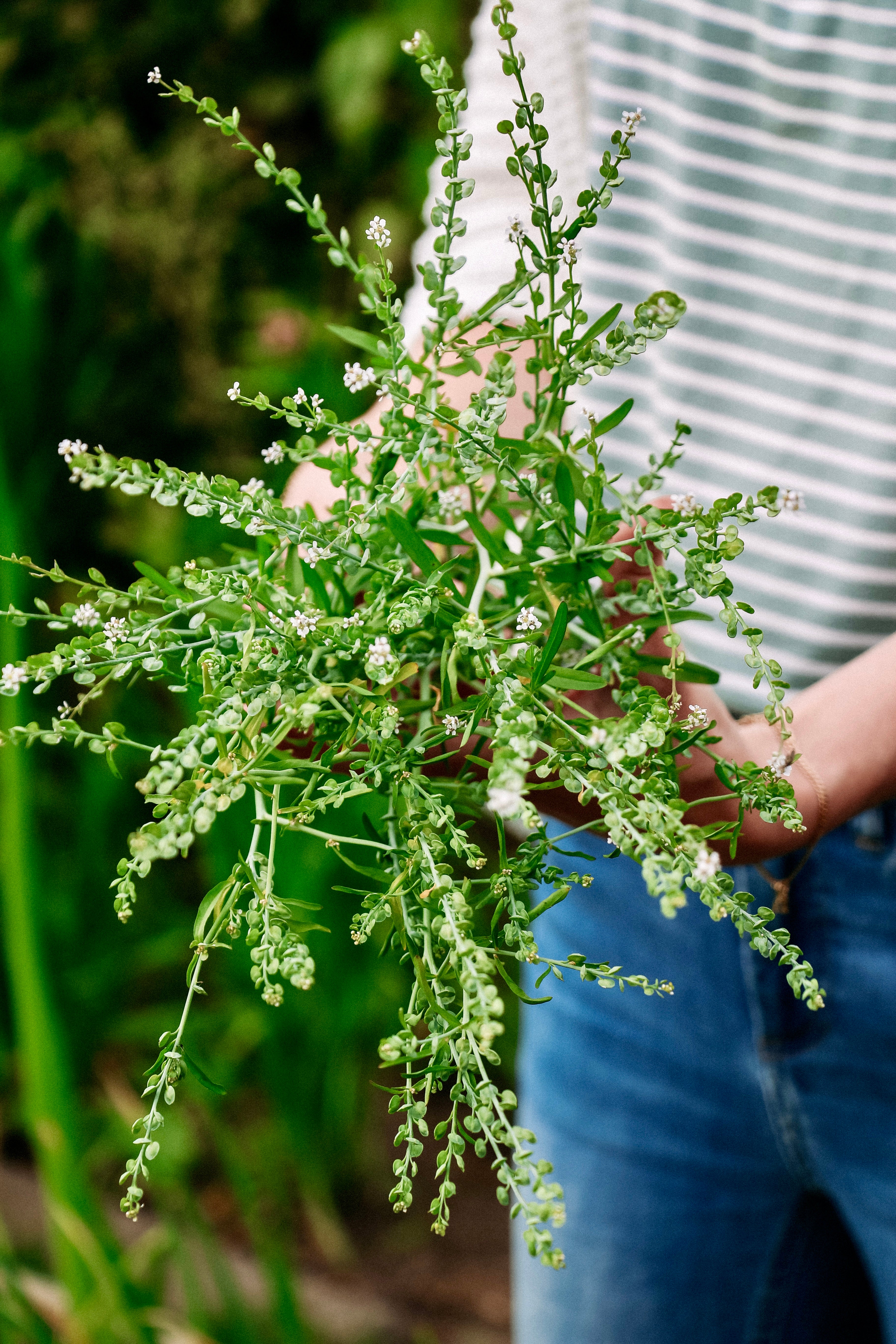 Lepidium sativum-Angelo
