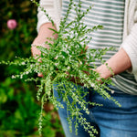 Lepidium sativum-Angelo