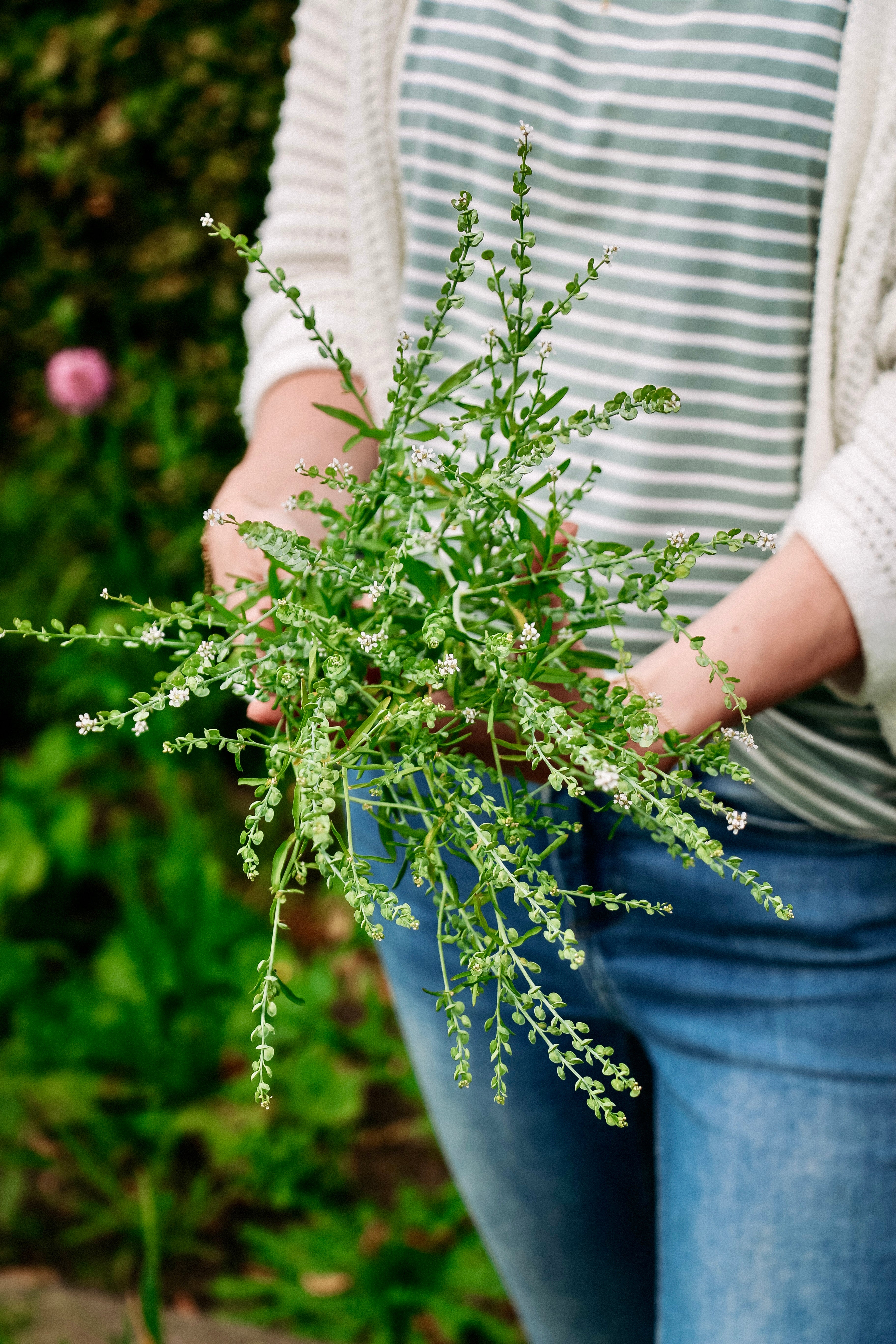 Lepidium sativum-Angelo