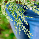 Lepidium sativum-Angelo