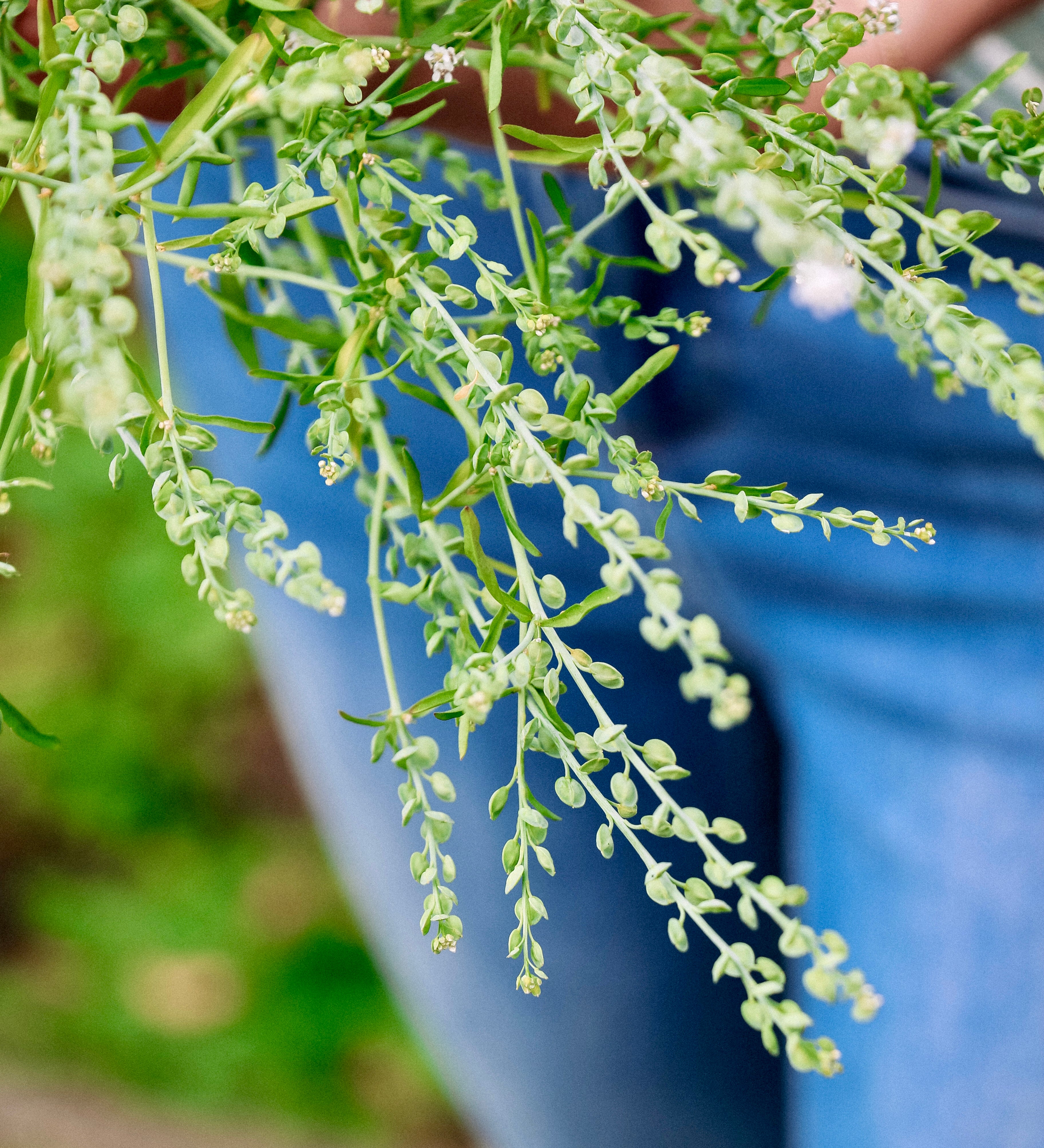 Lepidium sativum-Angelo