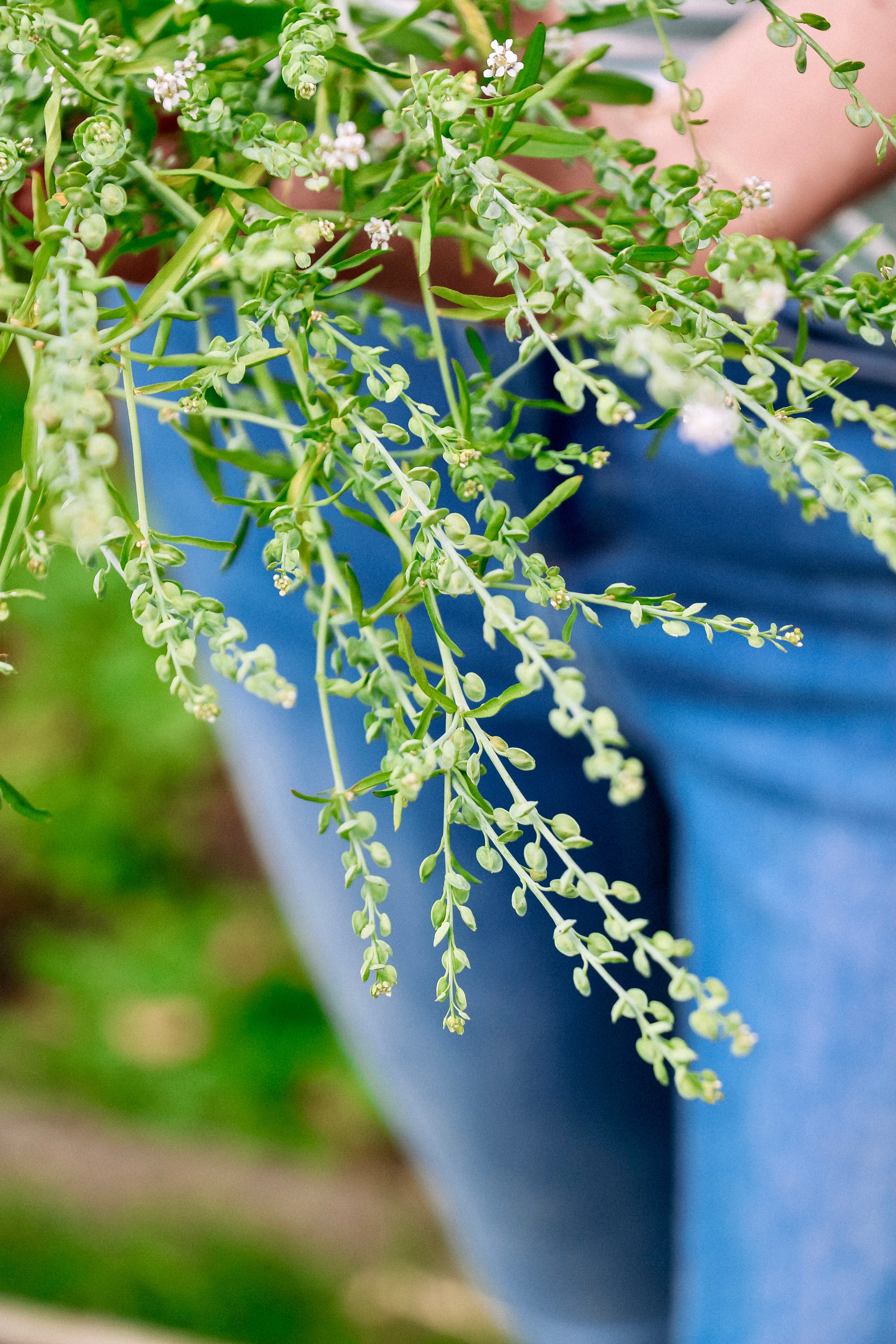 Lepidium sativum-Angelo