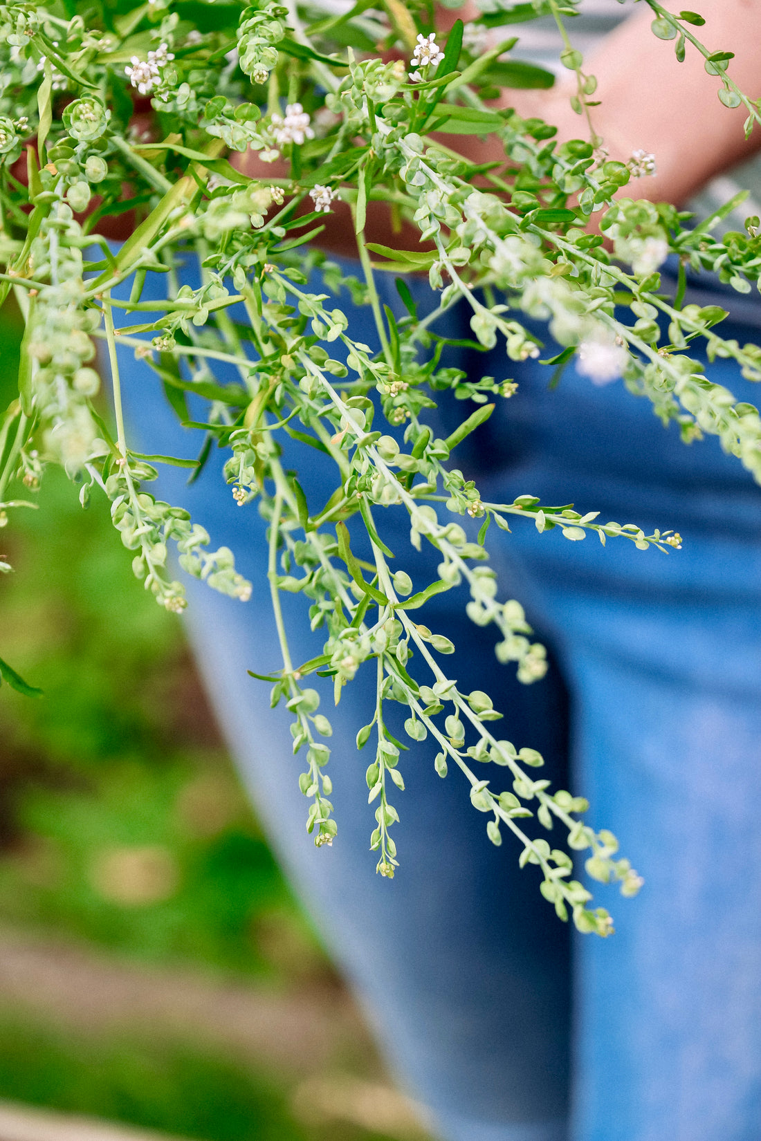 Lepidium sativum