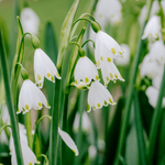 Leucojum aestivum 'Gravetye Giant'