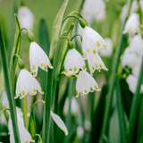 Leucojum aestivum 'Gravetye Giant'