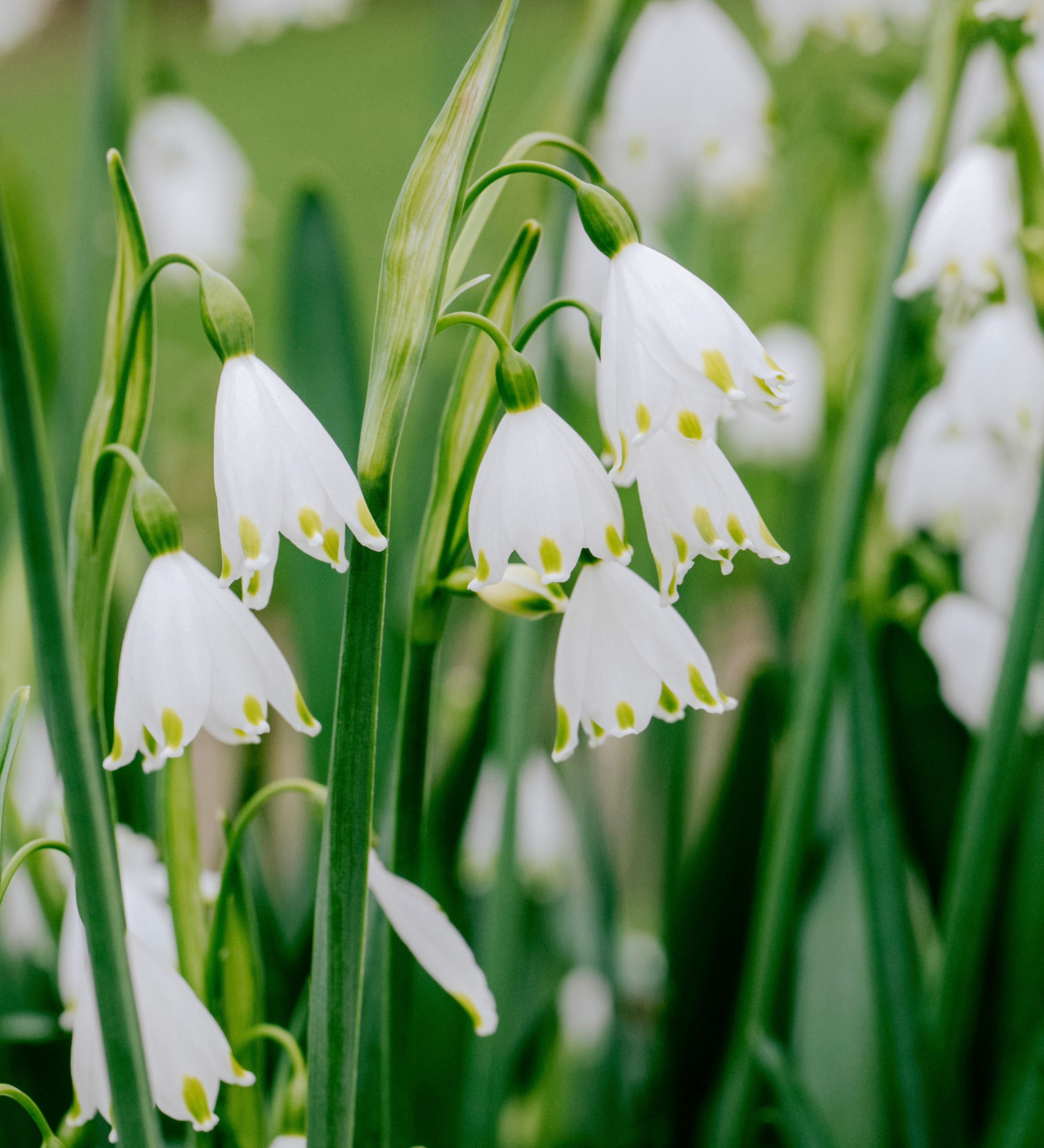 Leucojum aestivum 'Gravetye Giant'