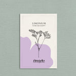 Limonium sinuatum 'forever happy'-Angelo