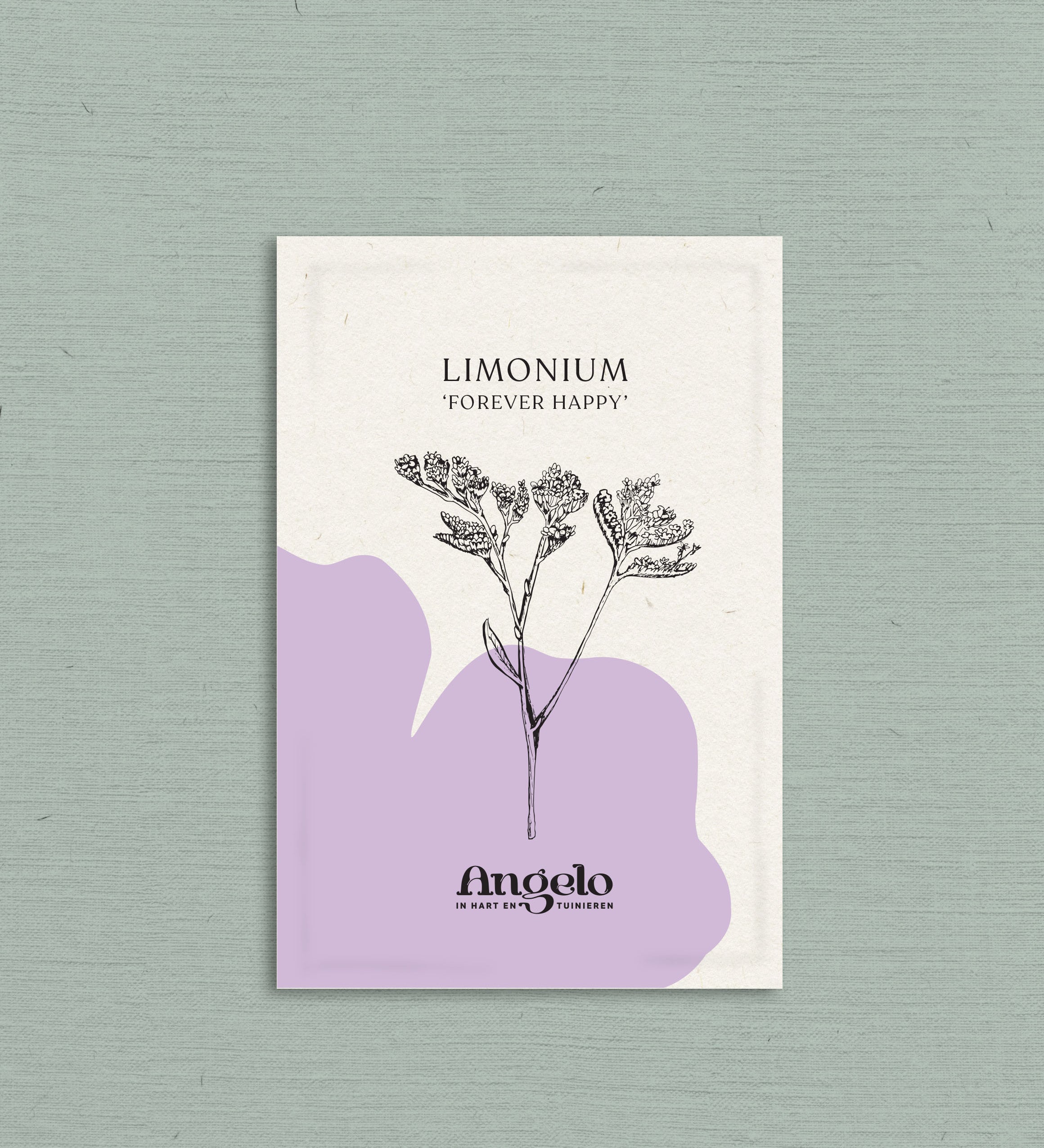 Limonium sinuatum 'forever happy'-Angelo