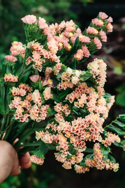 Limonium sinuatum &