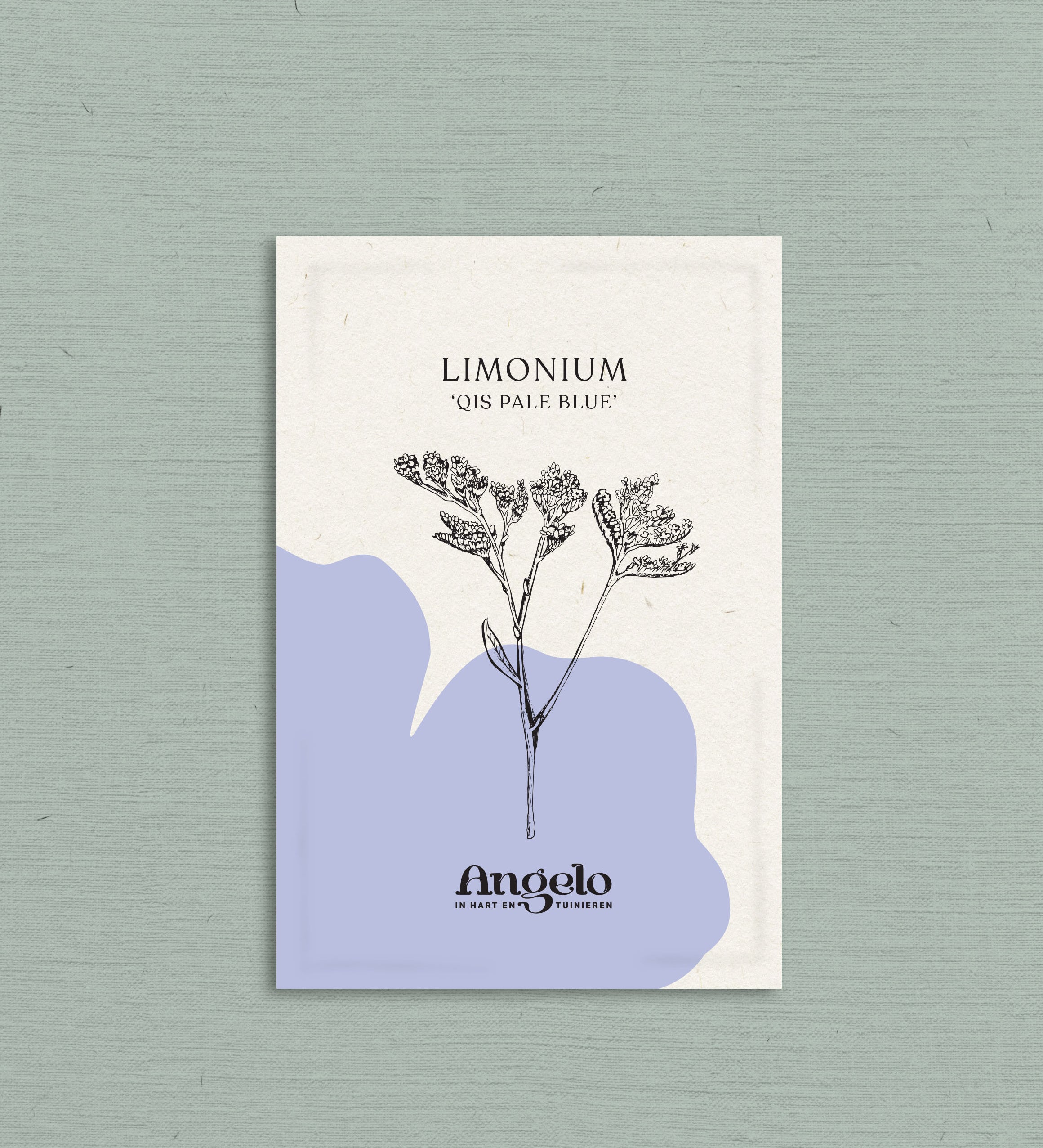Limonium sinuatum' qis pale blue'-Angelo
