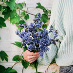 Limonium sinuatum' qis pale blue'-Angelo