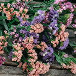 Limonium sinuatum 'qis soft pastel shades'-Angelo