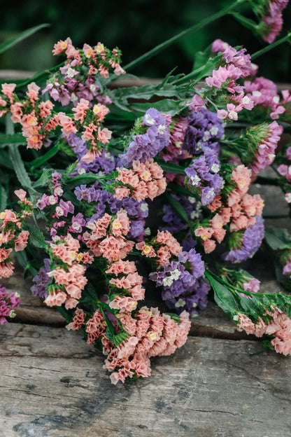Limonium sinuatum &
