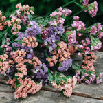 Limonium sinuatum 'qis soft pastel shades'-Angelo