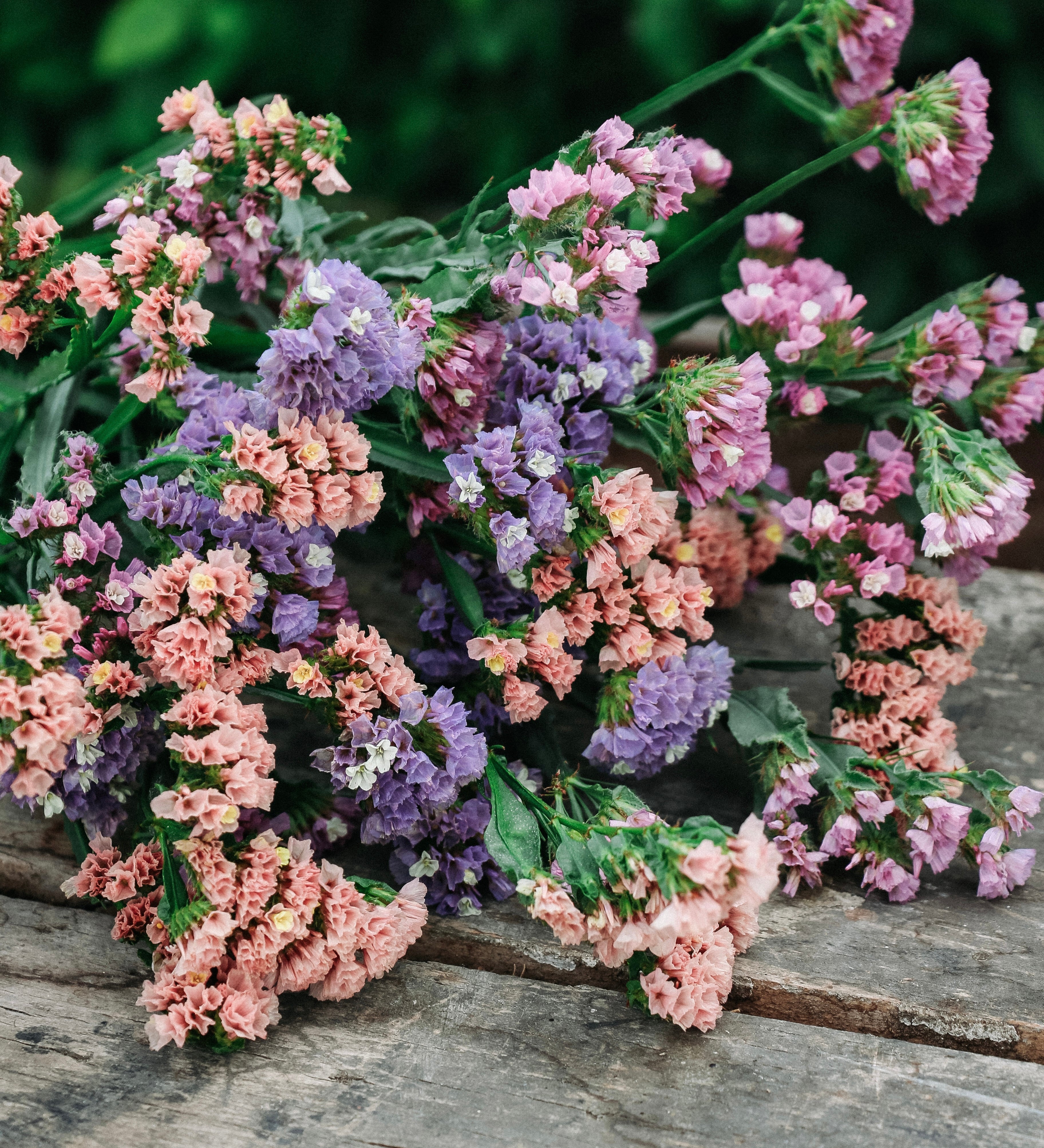 Limonium sinuatum 'qis soft pastel shades'-Angelo
