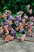 Limonium sinuatum &
