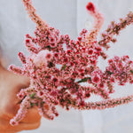 Limonium suworowii 'Pink Pokers'-Angelo