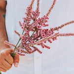 Limonium suworowii 'Pink Pokers'-Angelo