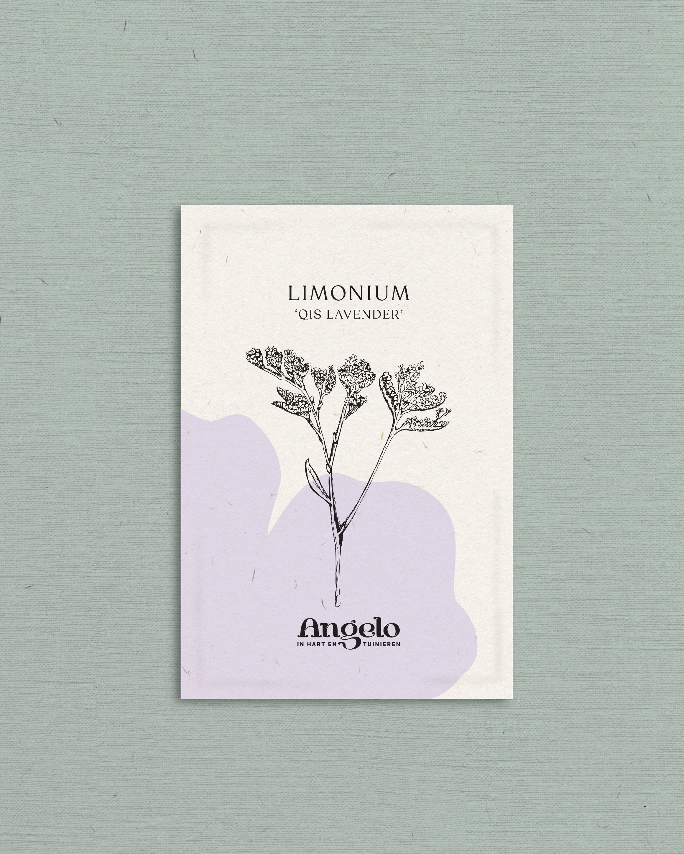 Limonium sinatum &