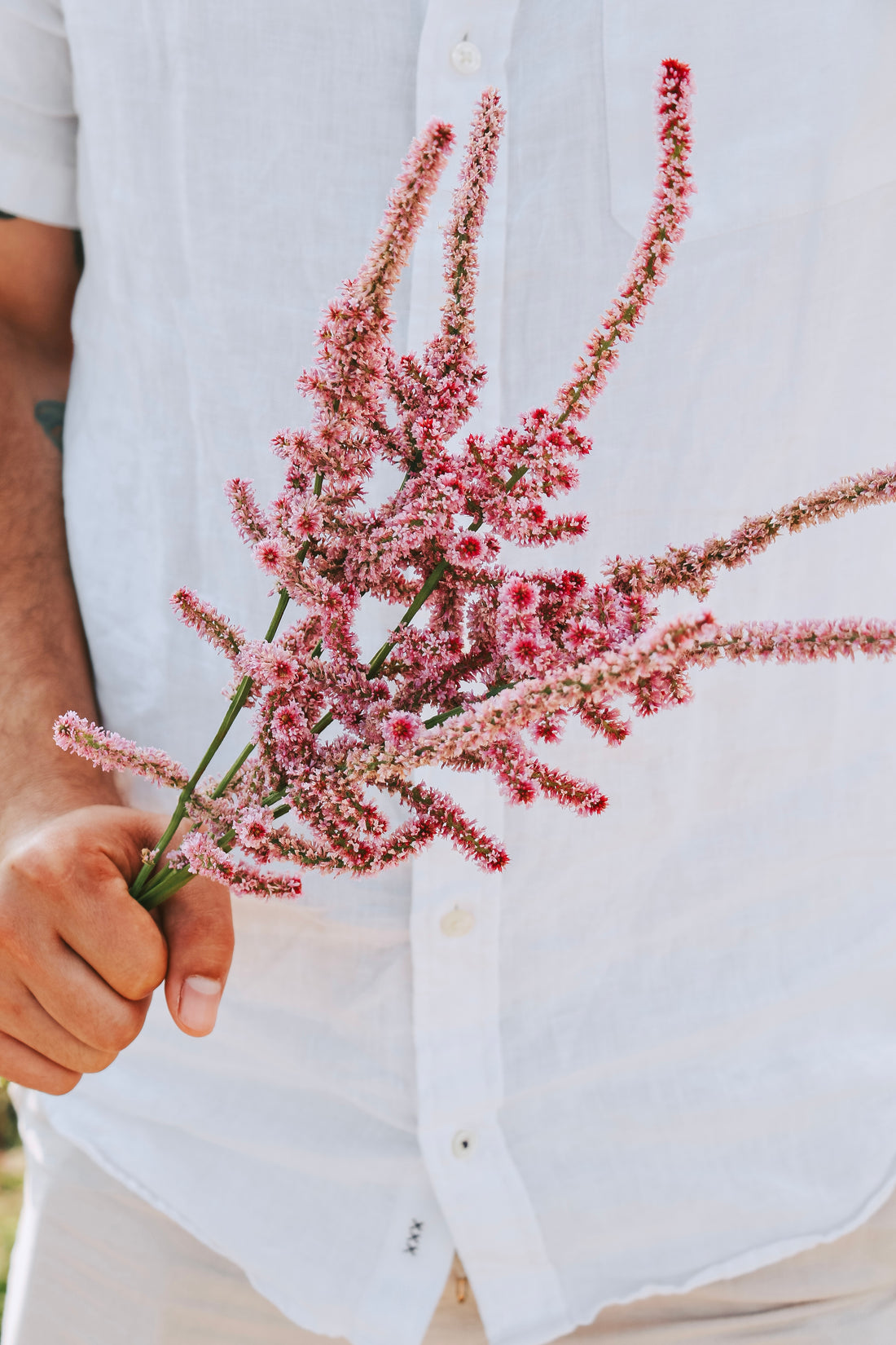 Limonium suworowii &