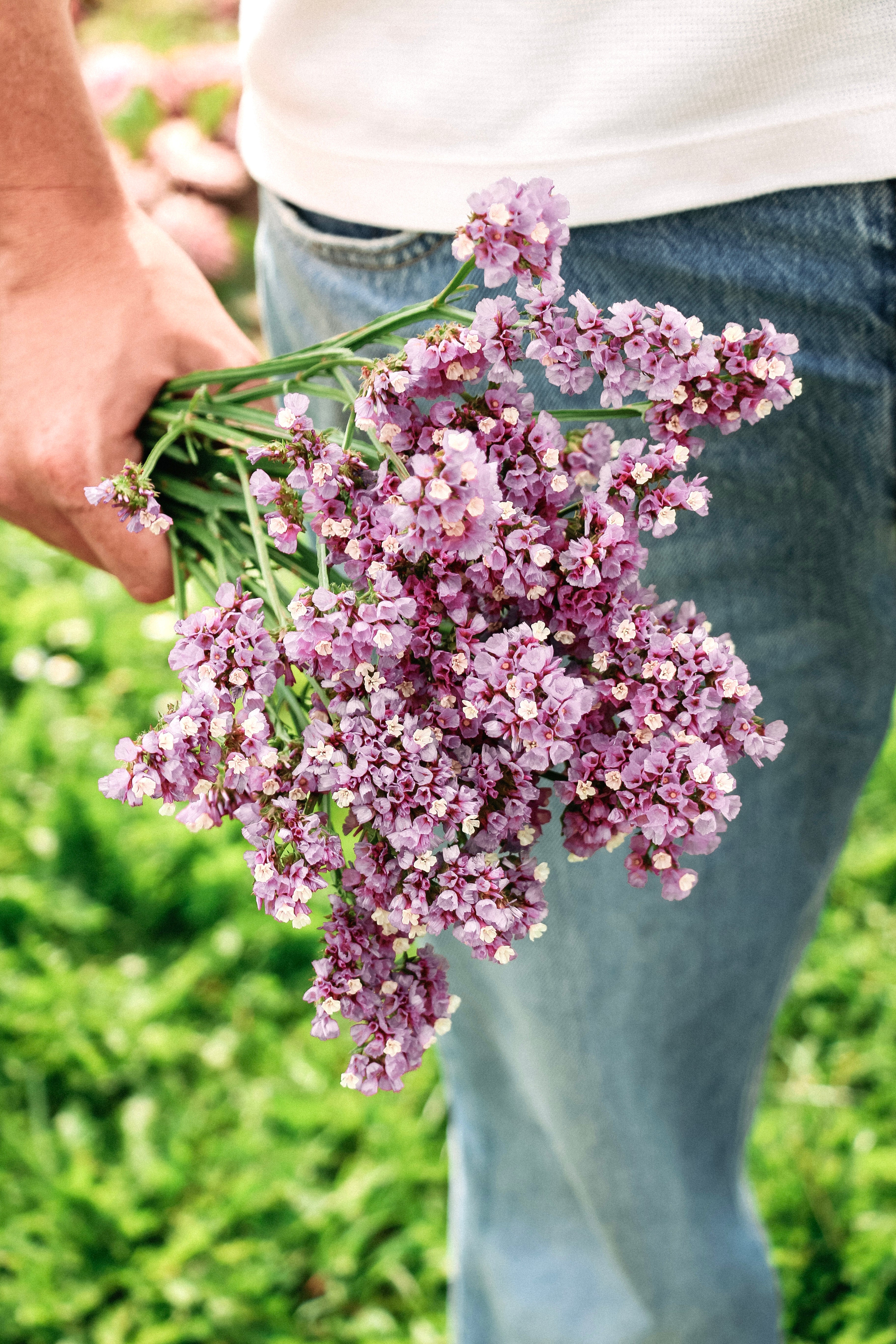 Limonium sinatum &