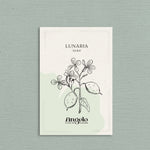 Lunaria annua (biennis) 'alba'-Angelo