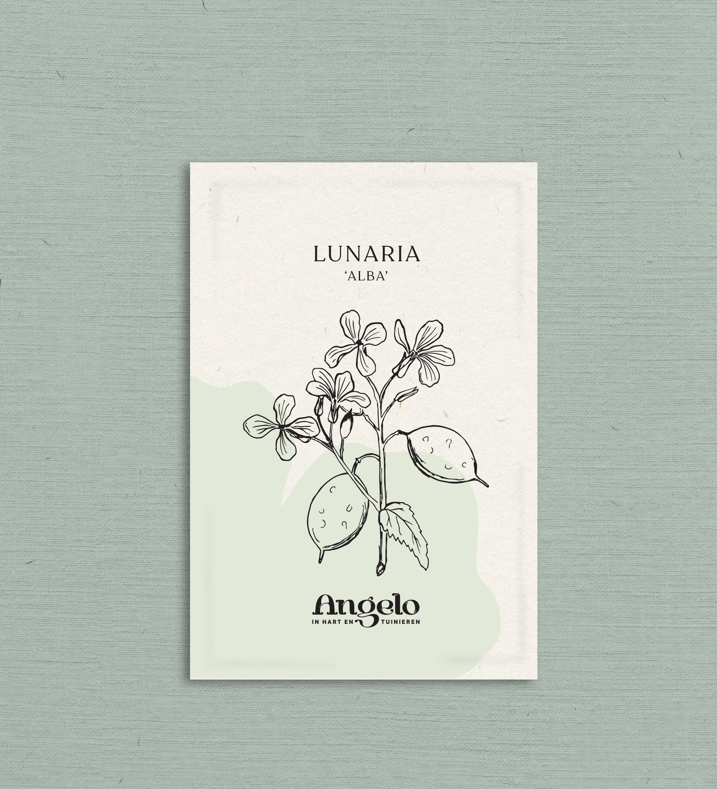 Lunaria annua (biennis) 'alba'-Angelo
