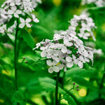 Lunaria annua (biennis) 'alba'-Angelo