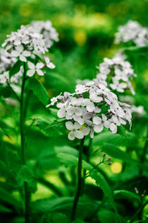 Lunaria annua (biennis) 'alba'-Angelo