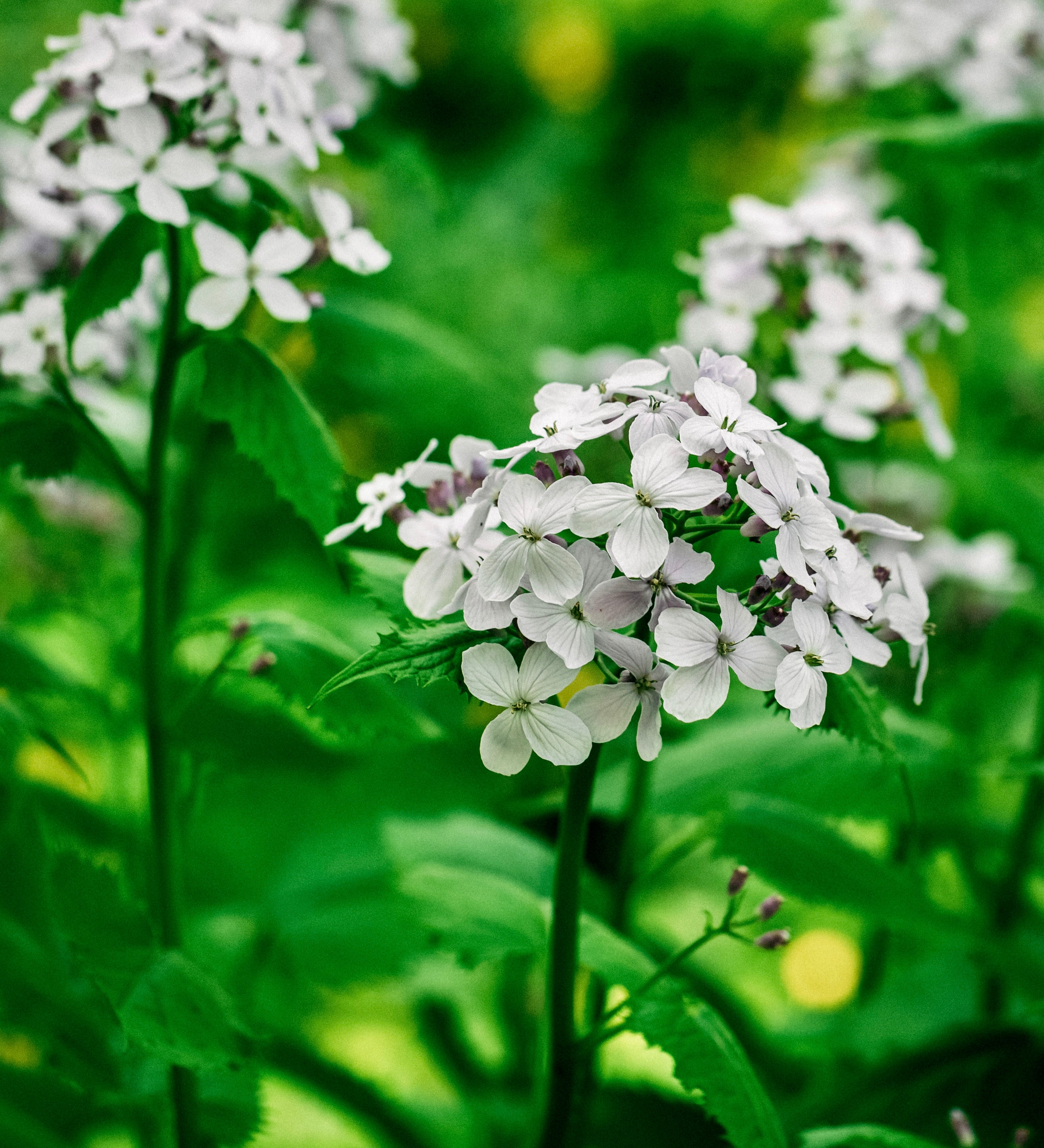 Lunaria annua (biennis) 'alba'-Angelo