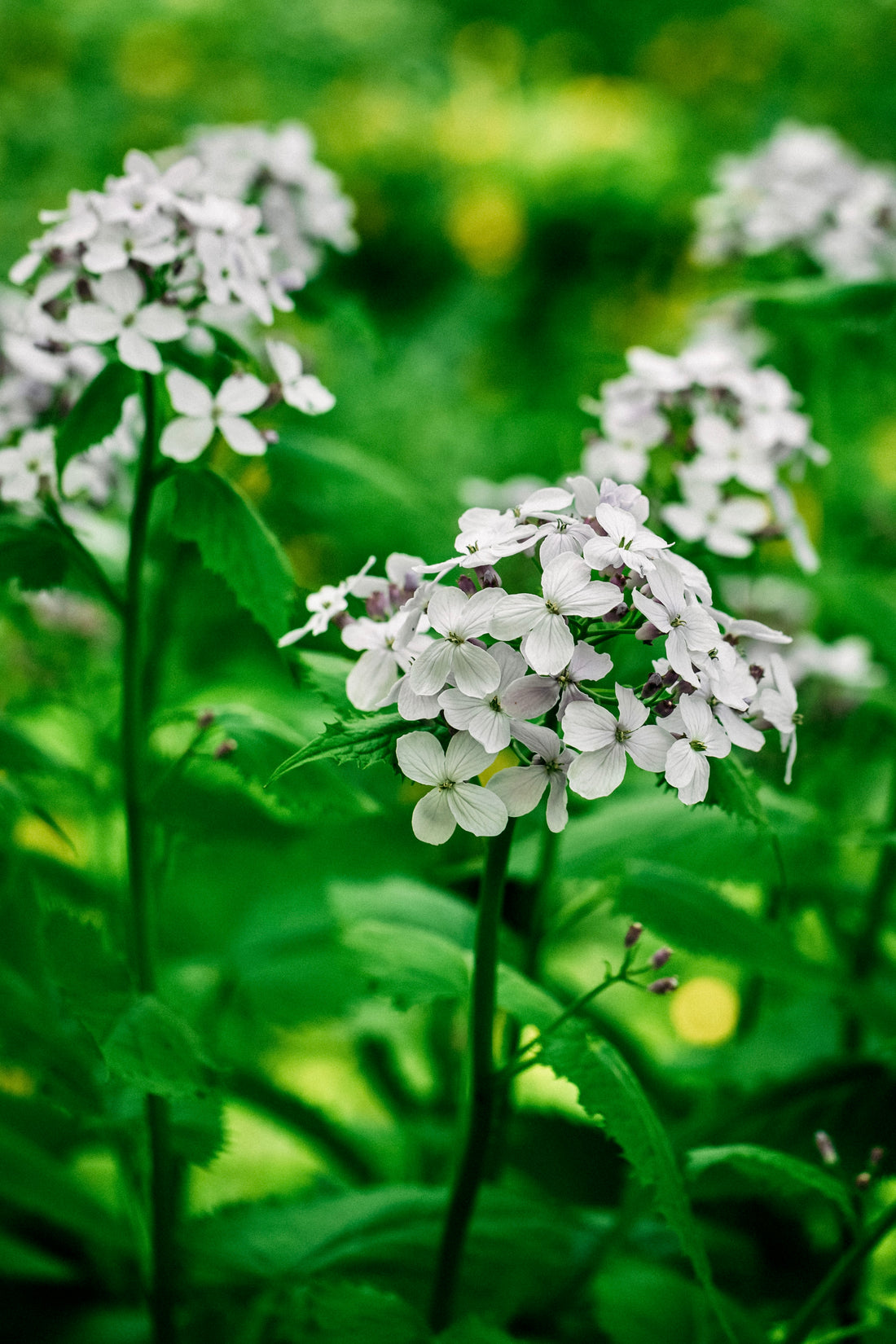 Lunaria annua (biennis) &