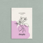 Lunaria annua (biennis) 'violet'-Angelo