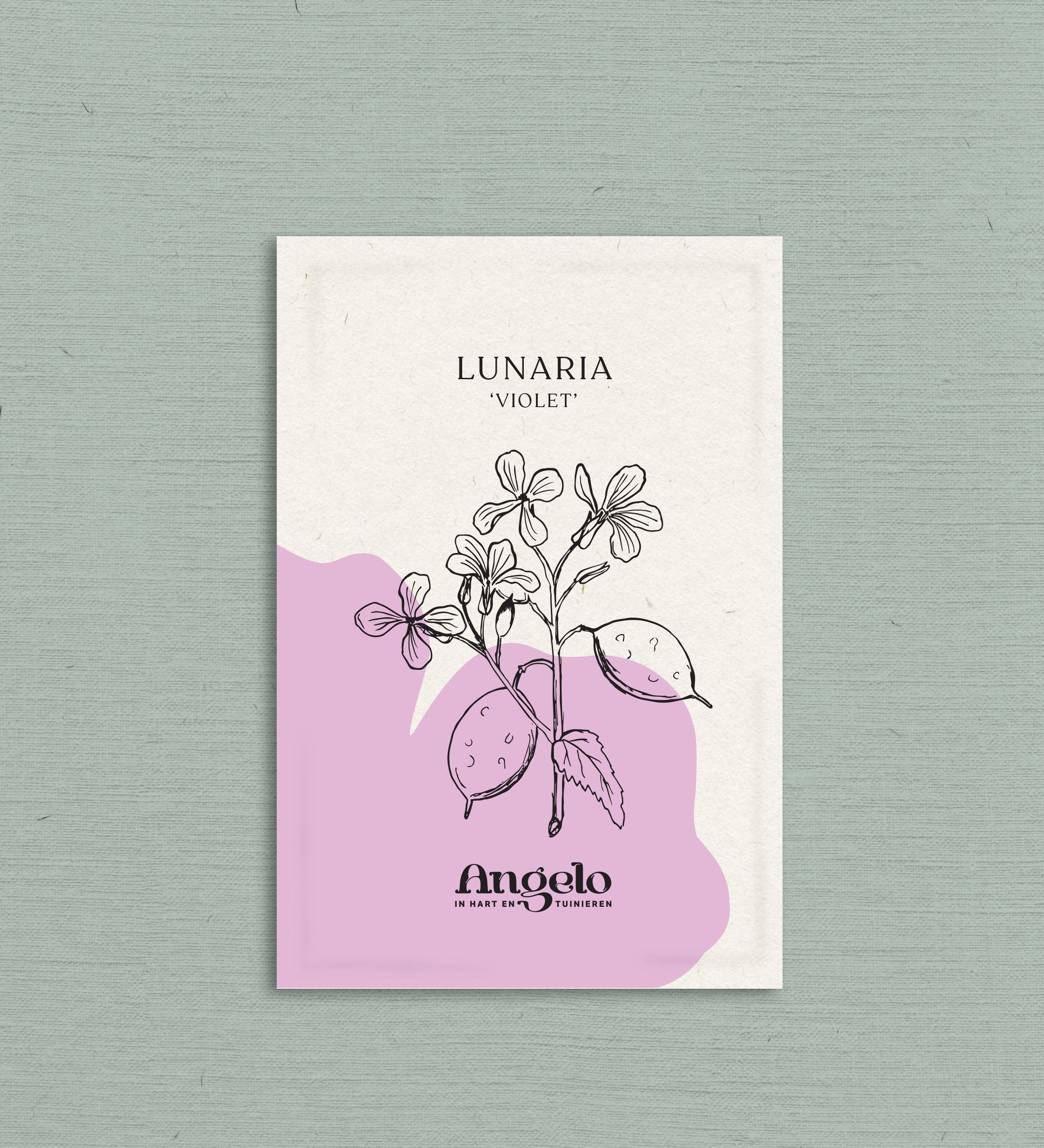 Lunaria annua (biennis) 'violet'-Angelo