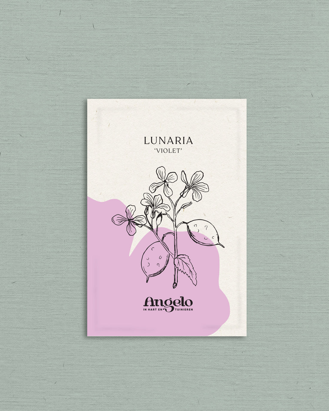 Lunaria annua (biennis) &