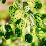 Lunaria annua (biennis) 'violet'-Angelo