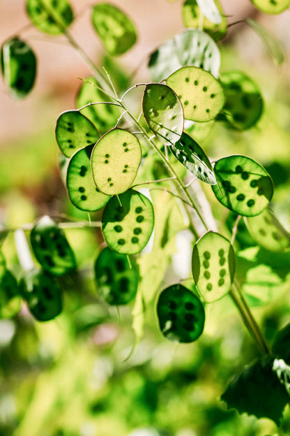 Lunaria annua (biennis) &