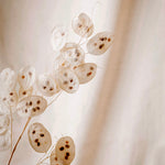 Lunaria annua (biennis) 'violet'-Angelo