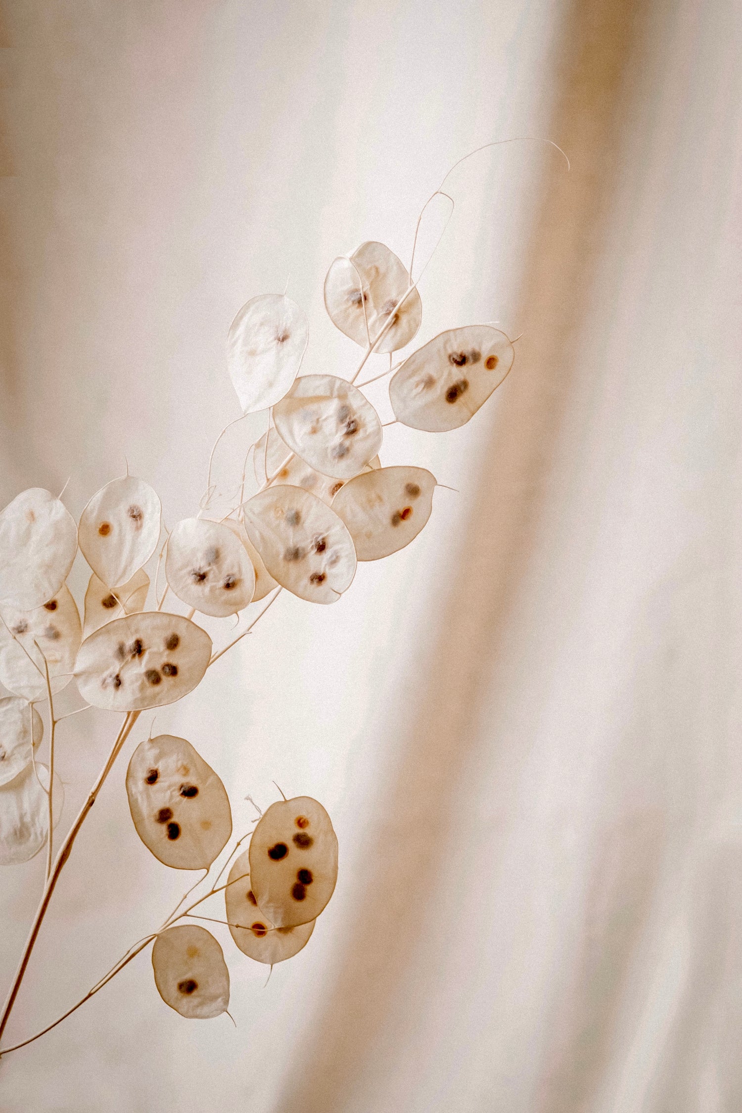 Lunaria annua (biennis) &