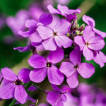 Lunaria annua (biennis) 'violet'-Angelo