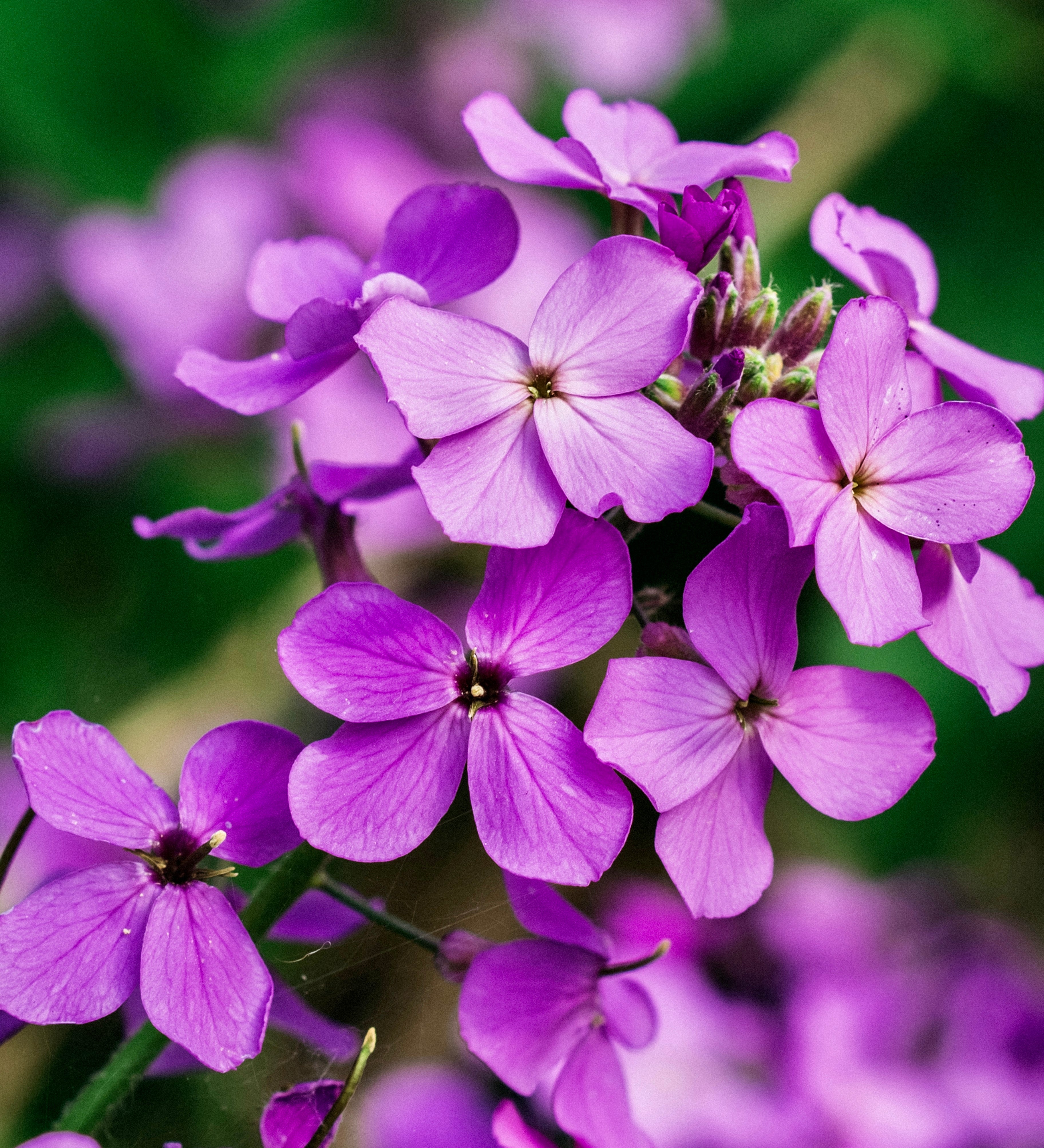Lunaria annua (biennis) 'violet'-Angelo