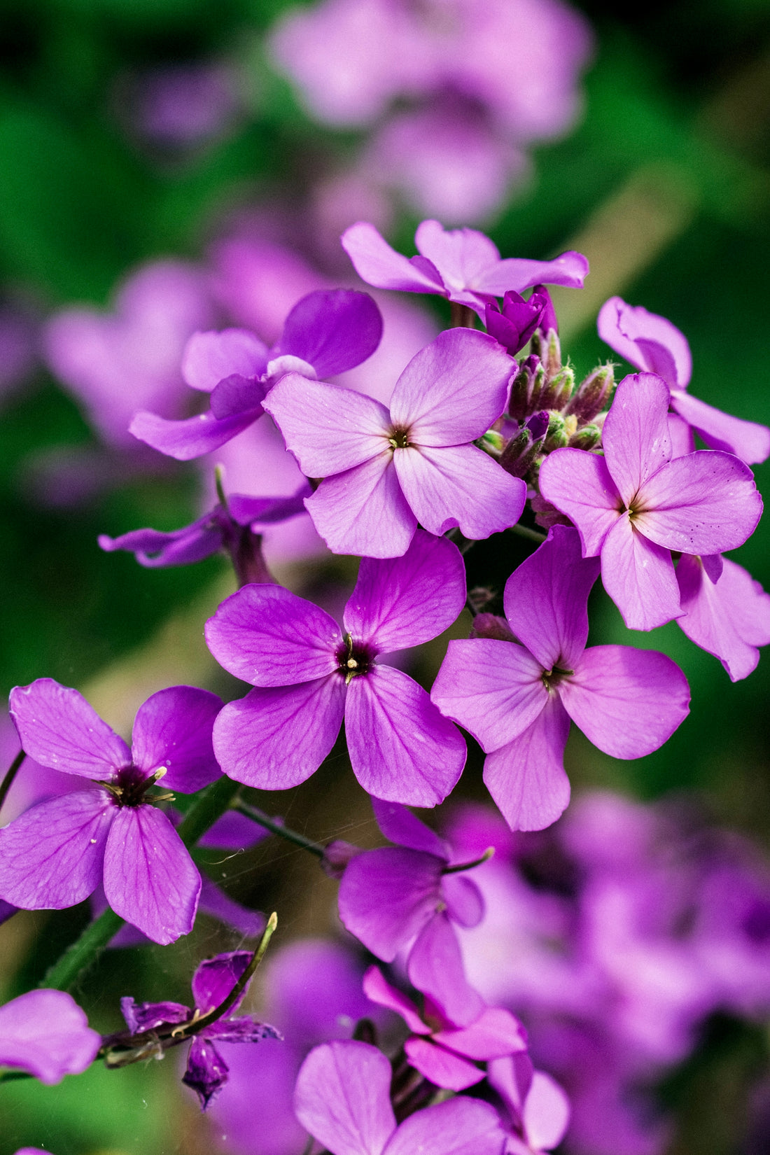 Lunaria annua (biennis) &